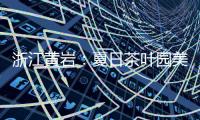 浙江黄岩：夏日茶叶园美如画